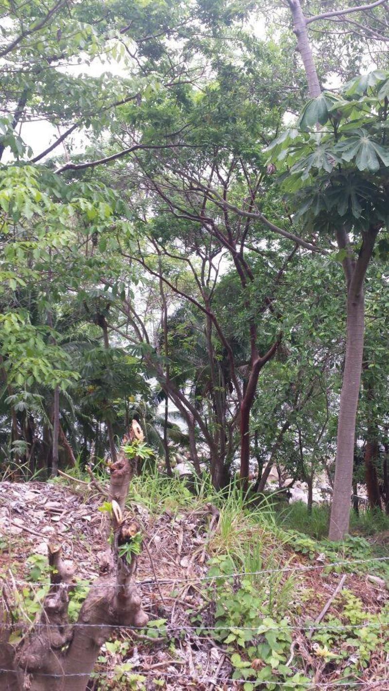 Lt6 Mz1 Z1 Carr Barra De Navidad, Lote Boca De Tomatlan, Puerto Vallarta, Ja