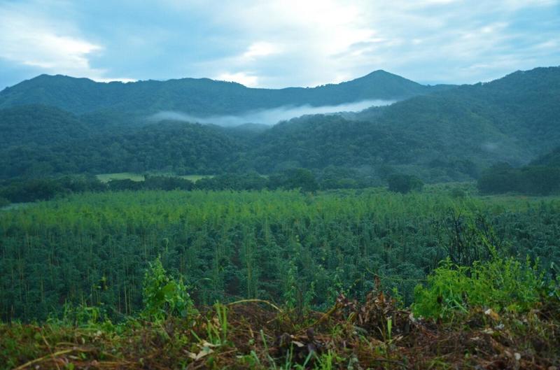 S/N S/N, Finca Los Nubes, Sierra Madre Jalisco, Ja